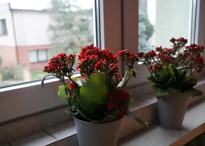 Apartment Paderewski